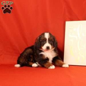 Paul, Mini Bernedoodle Puppy